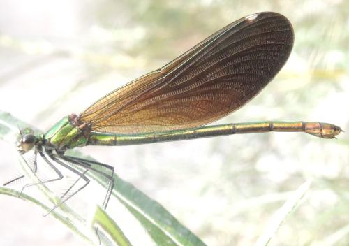 Calopteryx virgo